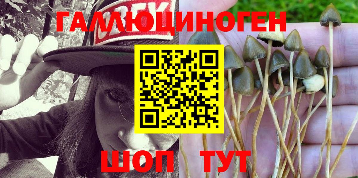 Галлюциногенные грибы Psilocybe  Красноярск 